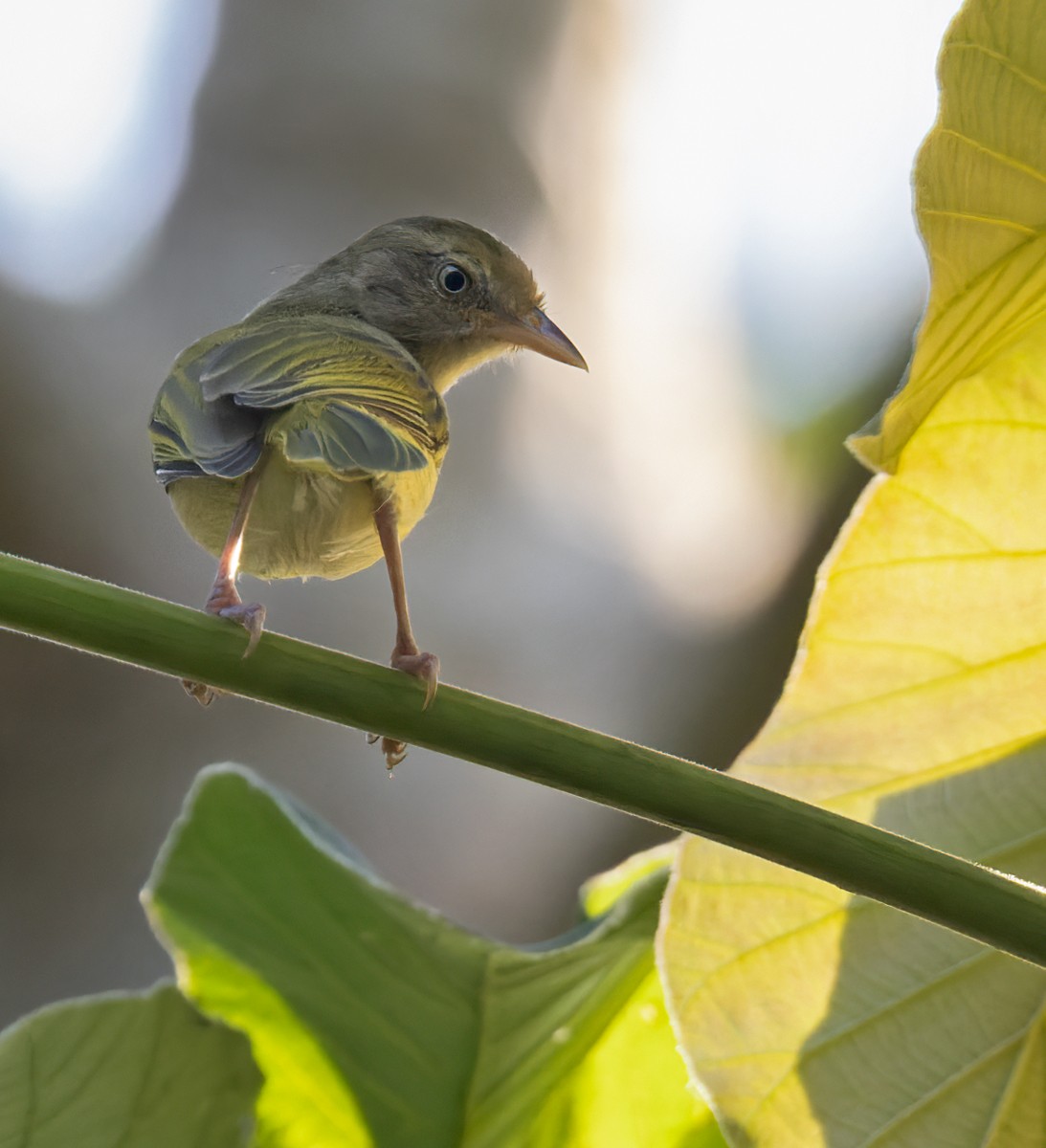 Scrub Greenlet (Scrub) - Lars Petersson | My World of Bird Photography