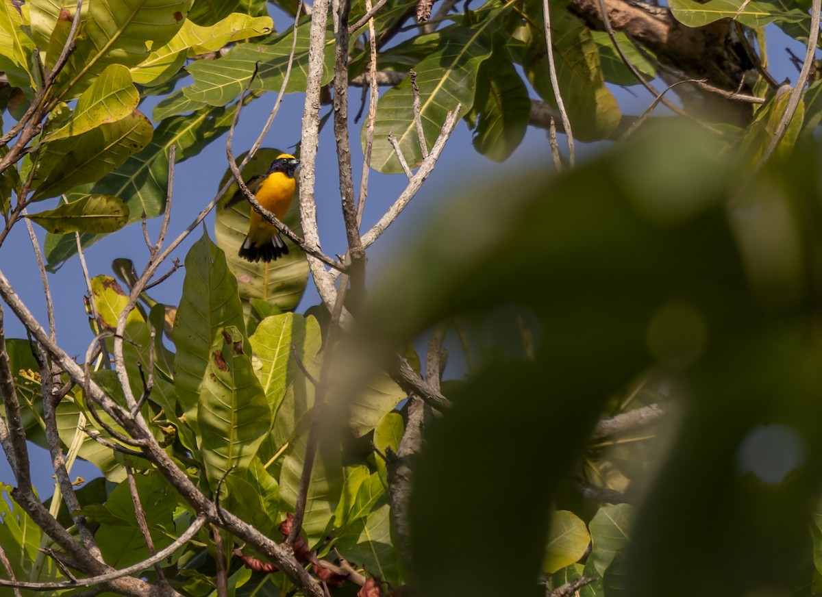 Trinidad Euphonia - Lars Petersson | My World of Bird Photography