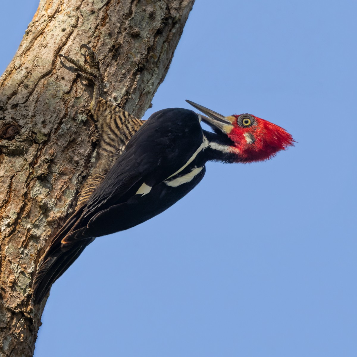Crimson-crested Woodpecker - Lars Petersson | My World of Bird Photography