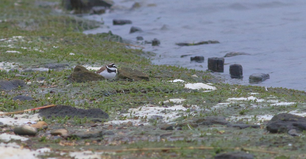 Little Ringed Plover - ML616983111