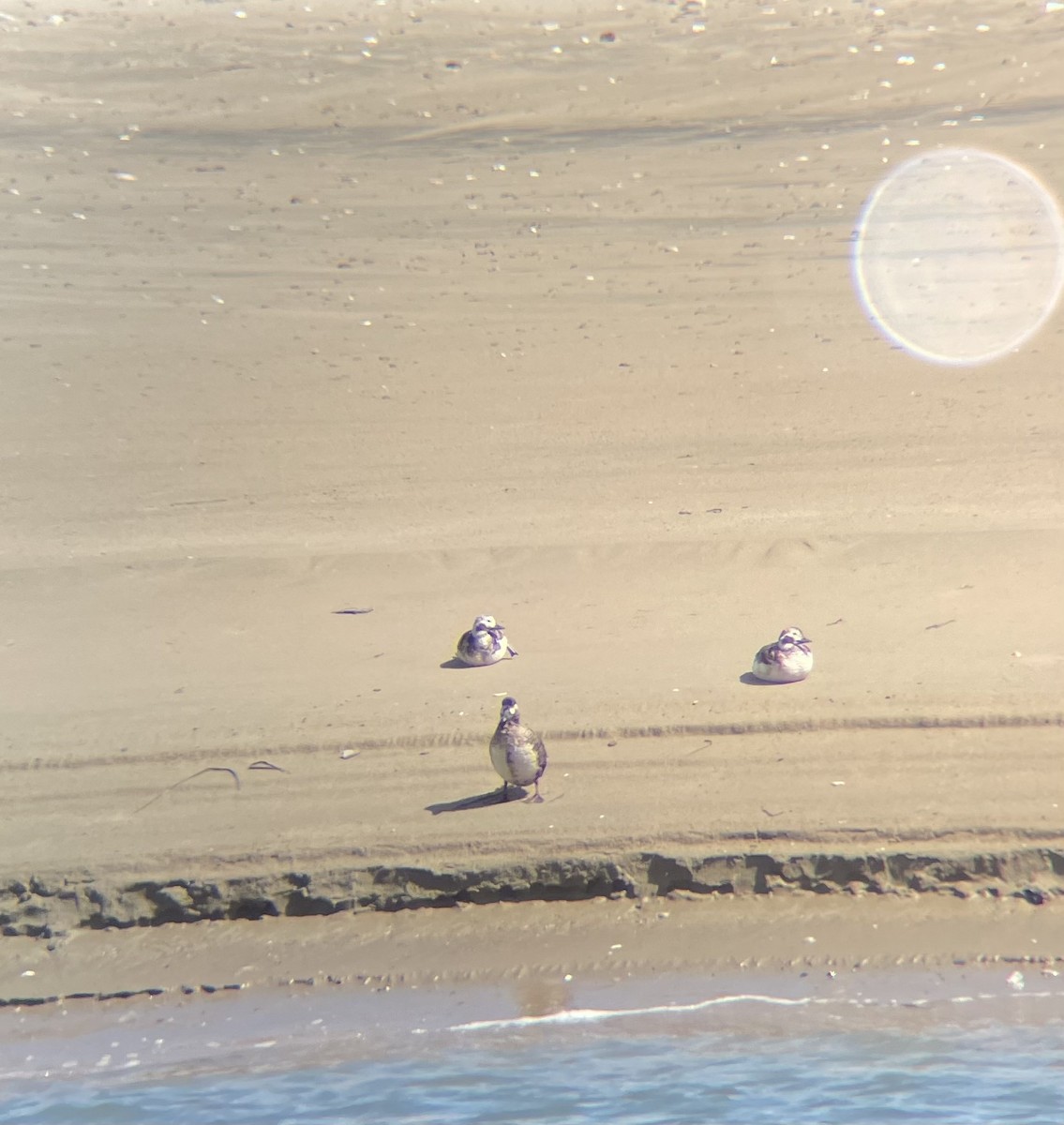 Long-tailed Duck - Kate Edwards