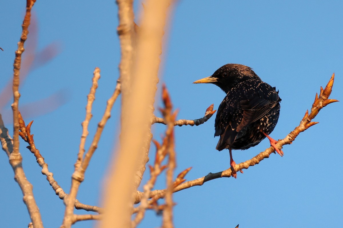 歐洲椋鳥 - ML616983119