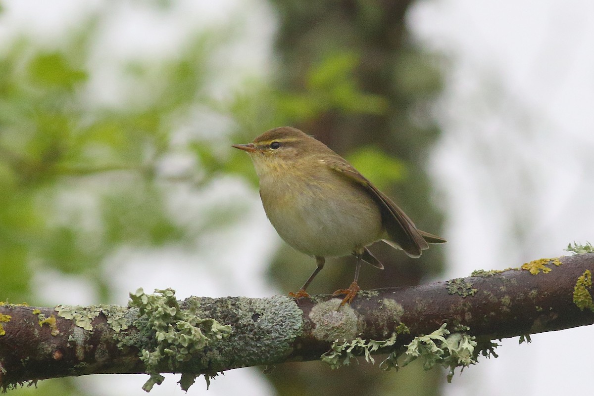 Willow Warbler - ML616983121