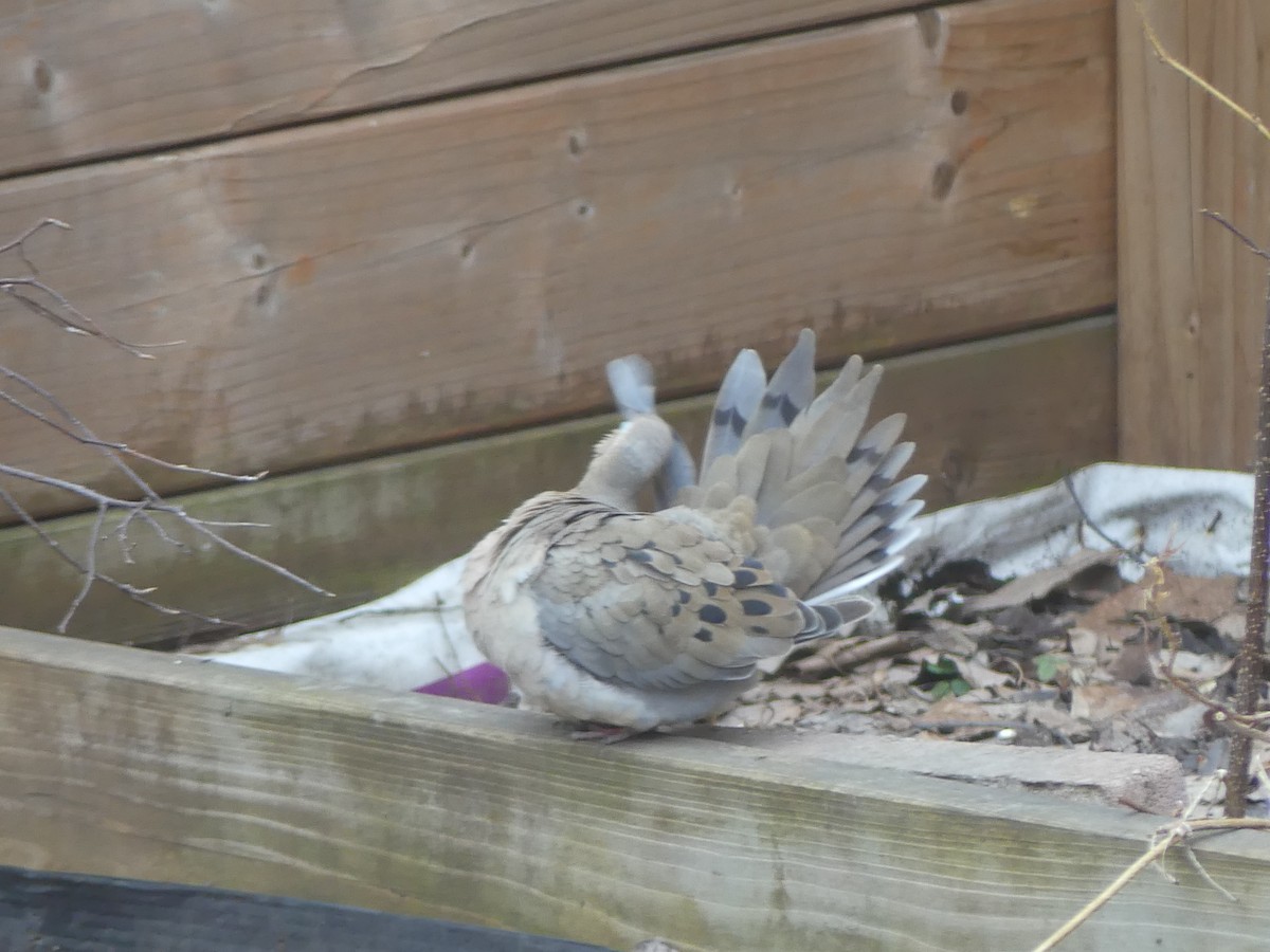 Mourning Dove - ML616983132