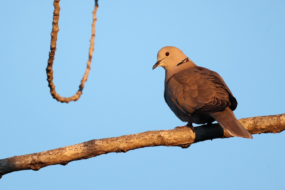 Eurasian Collared-Dove - ML616983138