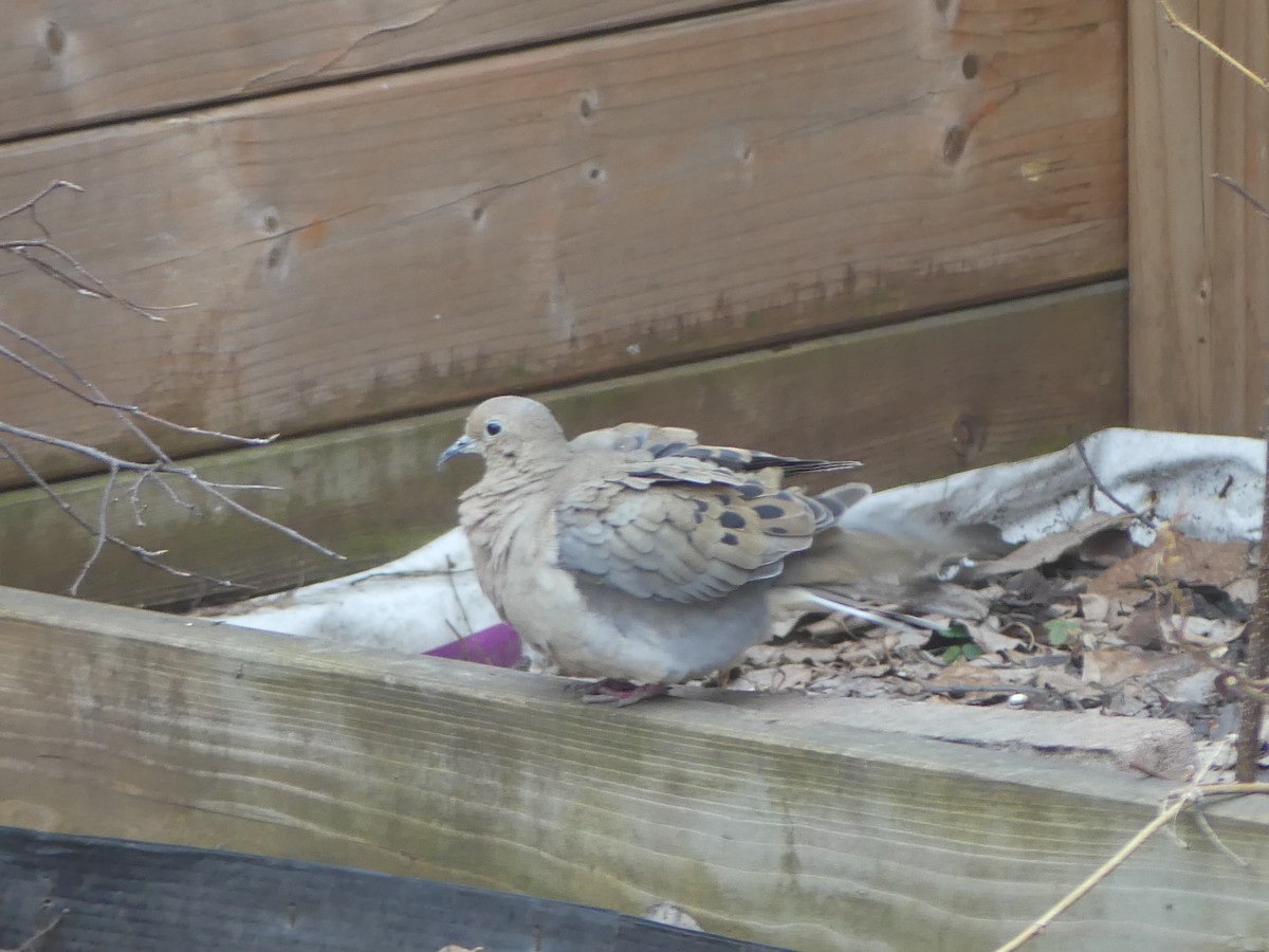 Mourning Dove - ML616983143