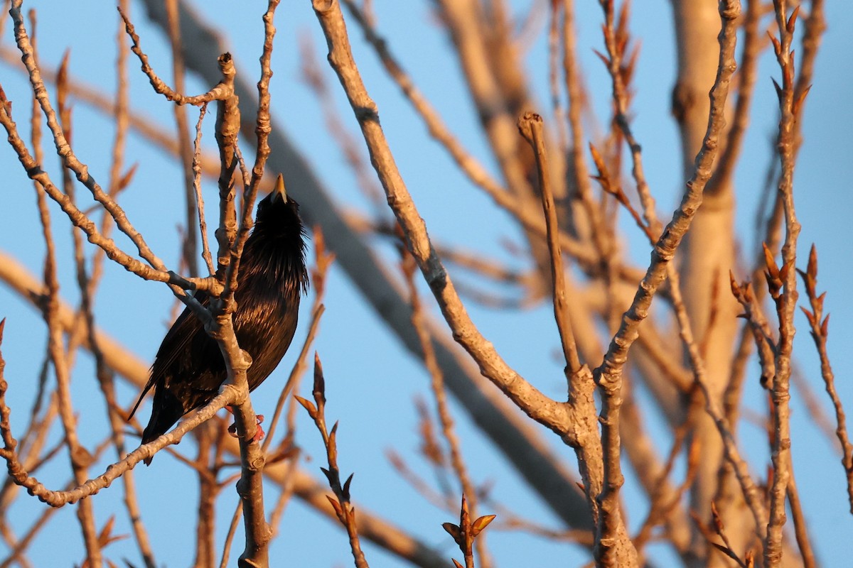 Spotless Starling - Anonymous