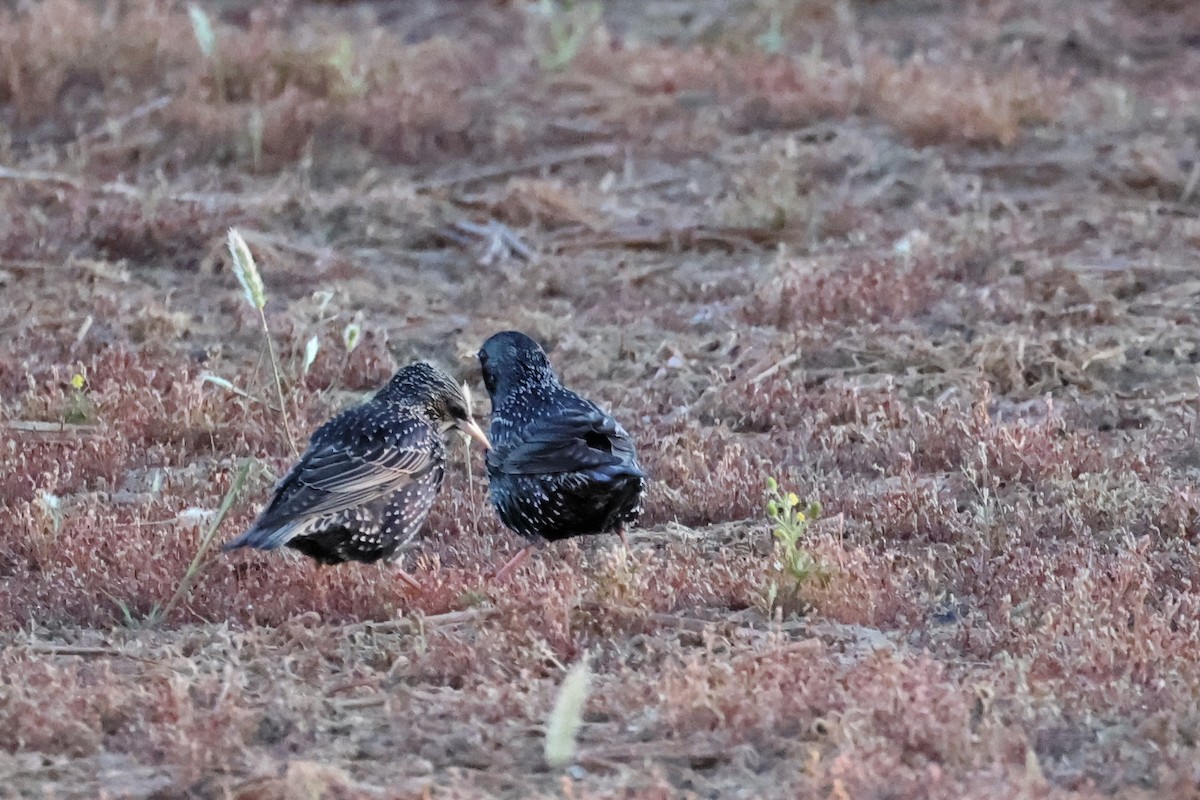 European Starling - ML616983154