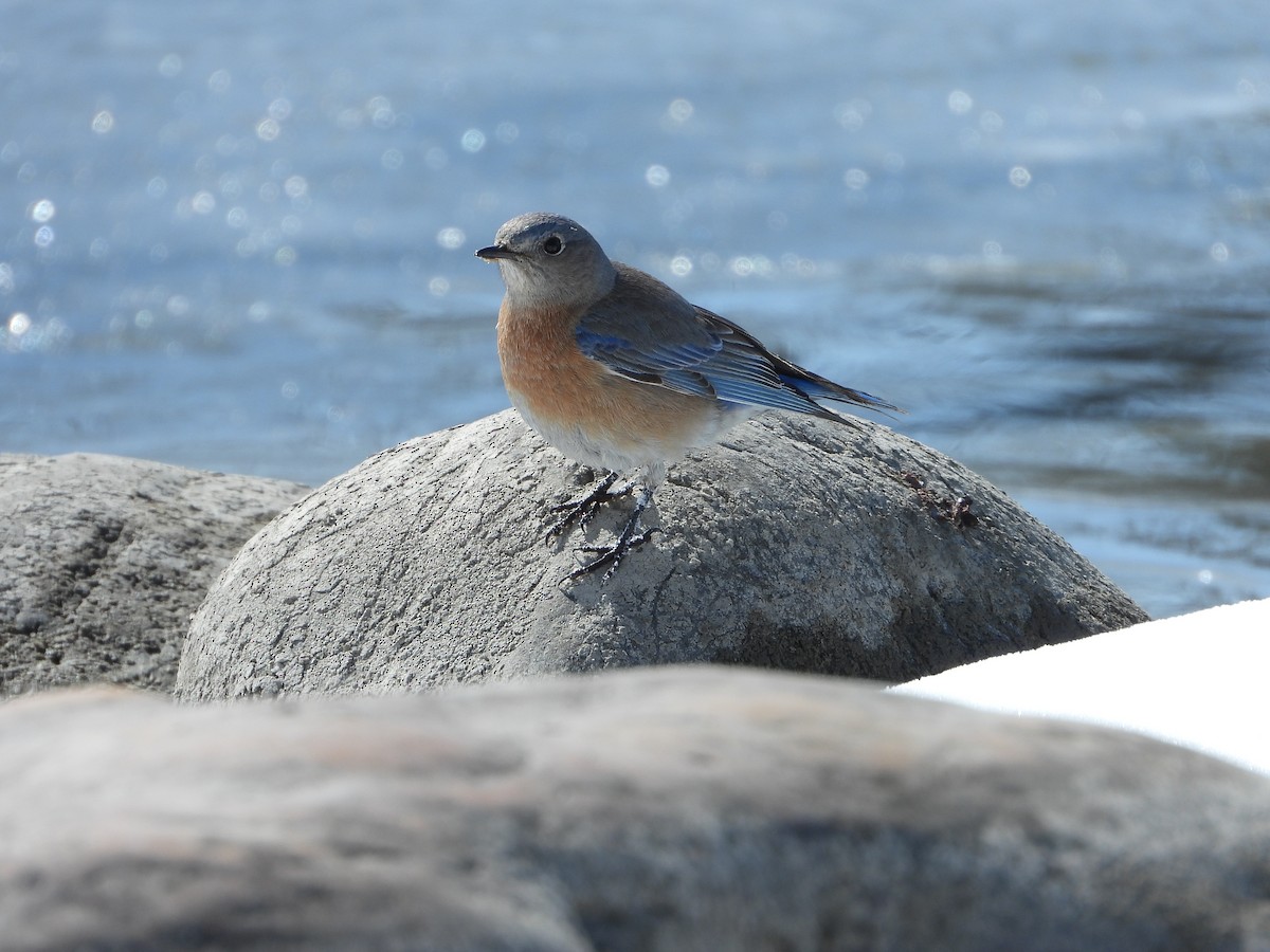 Blaukehl-Hüttensänger - ML616983185