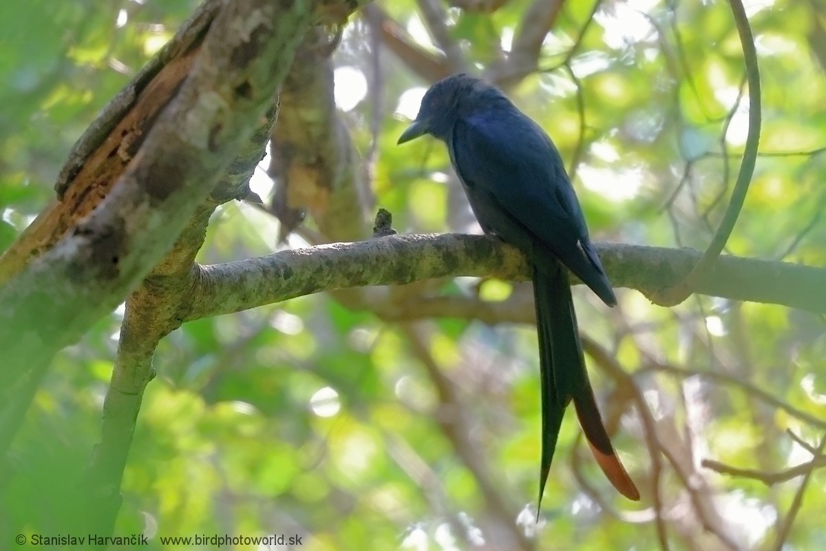 drongo kouřový - ML616983255