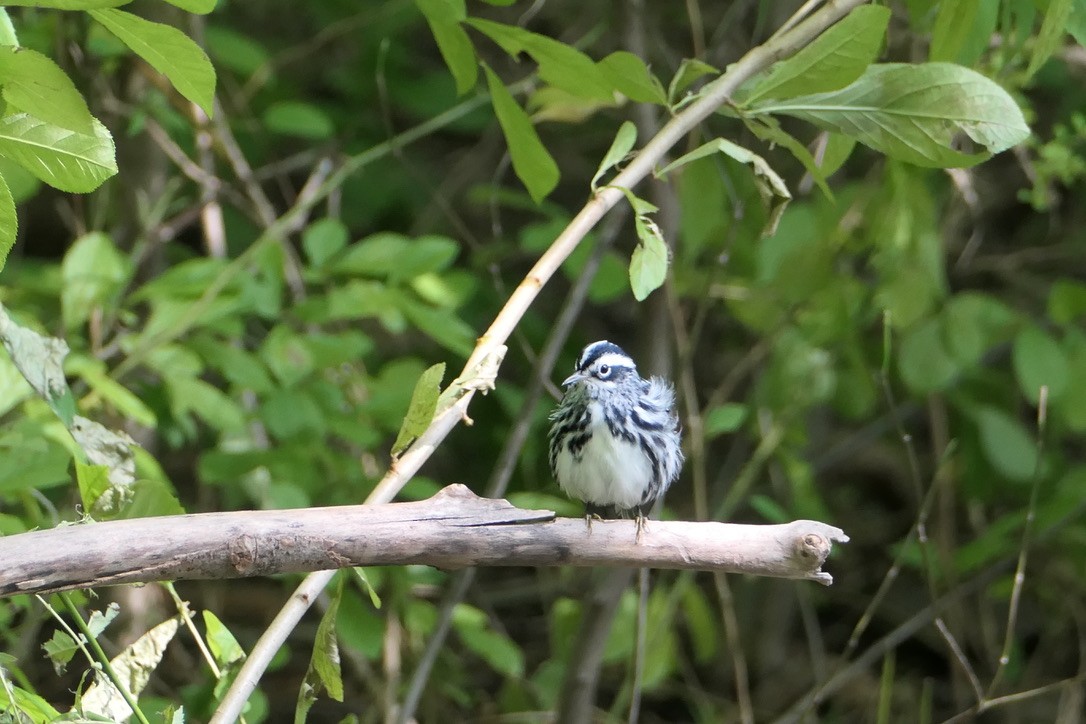Black-and-white Warbler - ML616983329