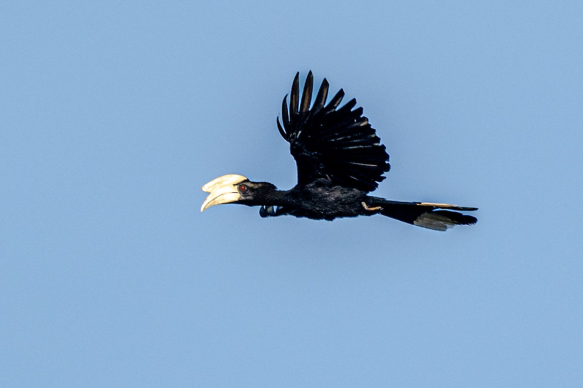 Black Hornbill - Anirban K Ghosh