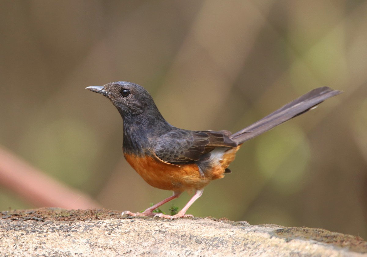 White-rumped Shama - ML616983353