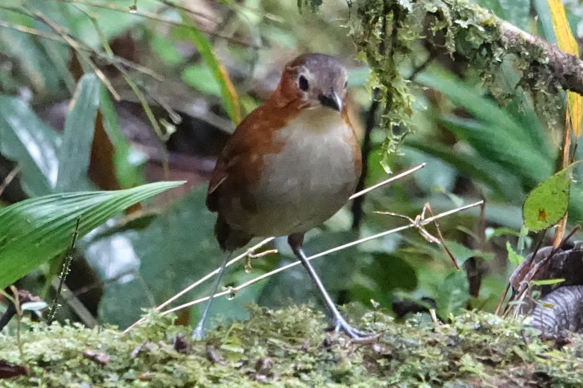 Rusty-tinged Antpitta - Martin Brookes