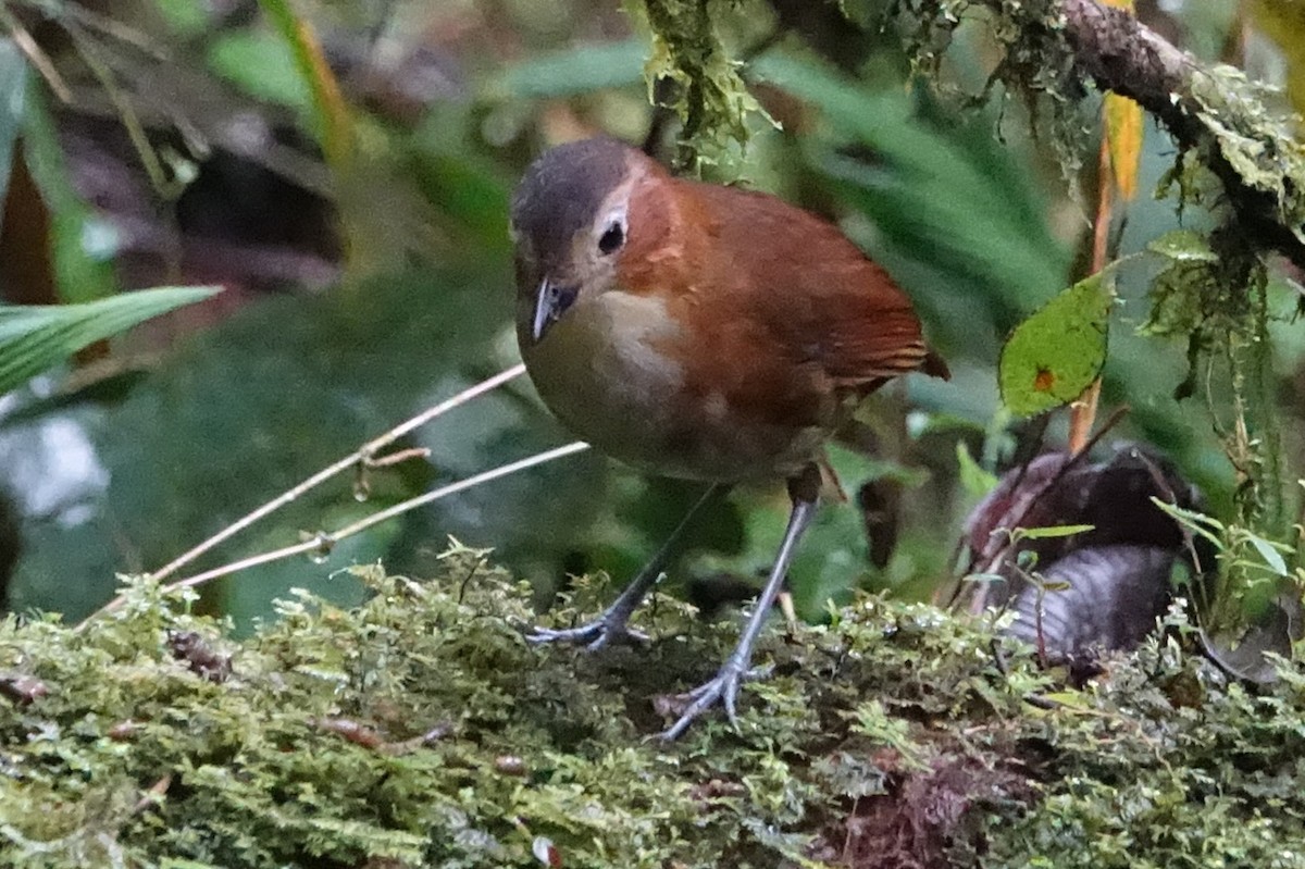 Rusty-tinged Antpitta - ML616983397