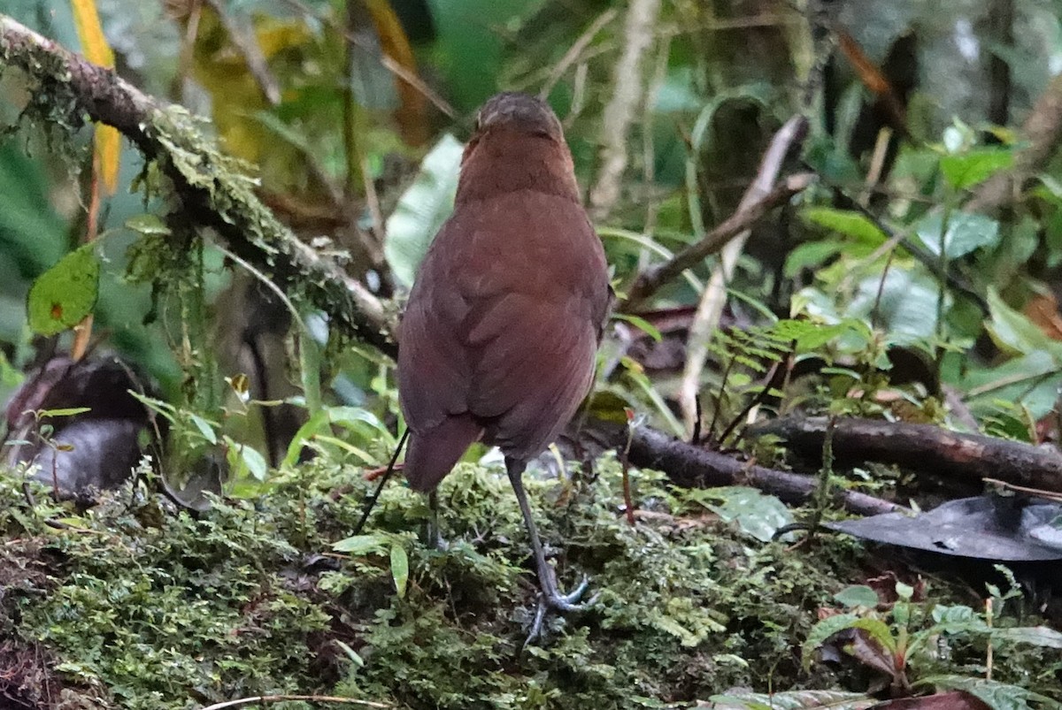 Rusty-tinged Antpitta - ML616983398