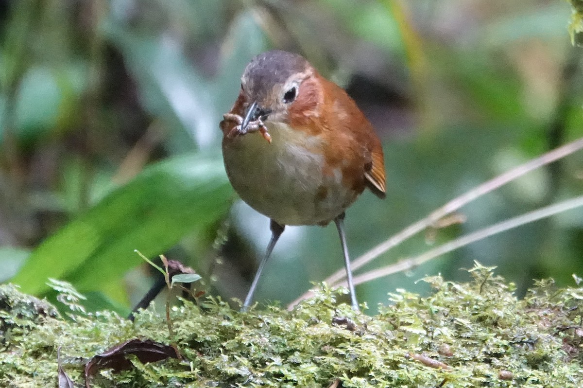 Rusty-tinged Antpitta - ML616983399