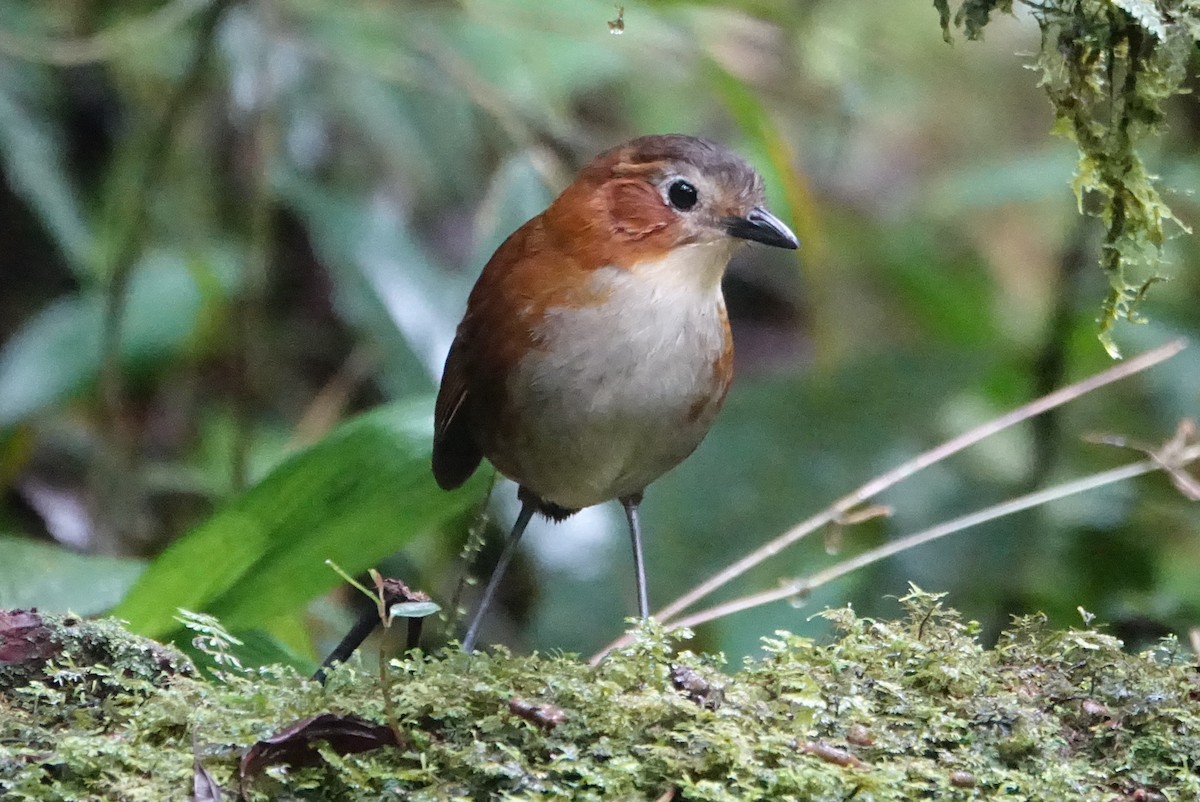 Rusty-tinged Antpitta - ML616983400