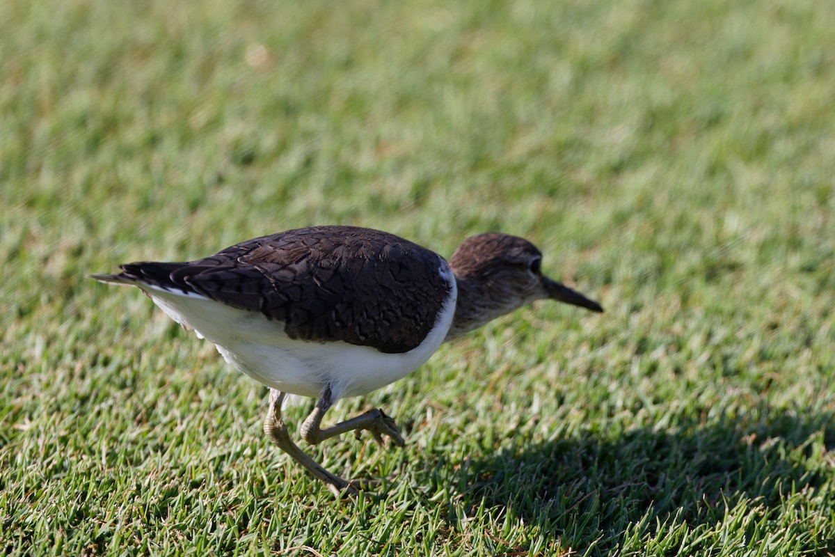 strandsnipe - ML616983401
