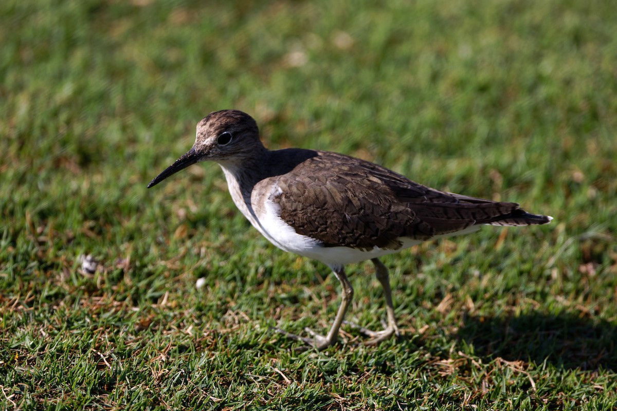 strandsnipe - ML616983402
