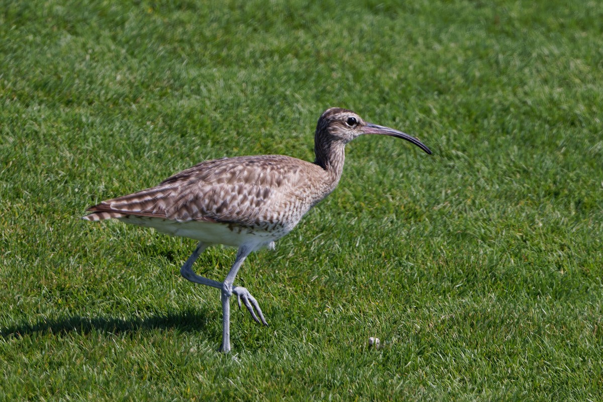 Whimbrel (White-rumped) - ML616983406