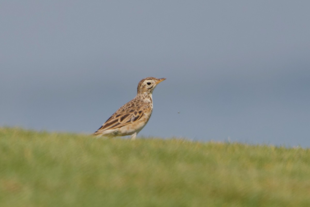 tartarpiplerke - ML616983411