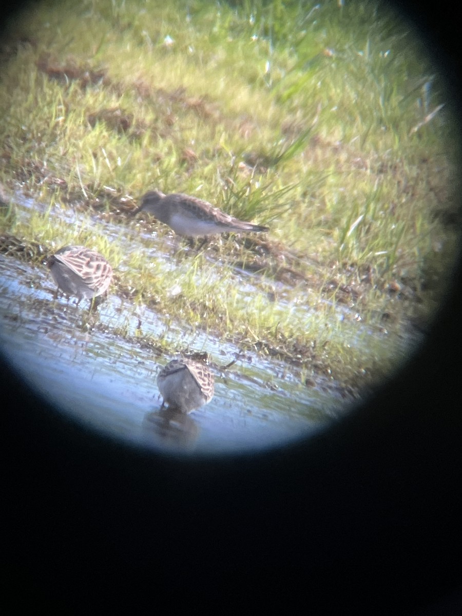 Baird's Sandpiper - Jeffrey Walck