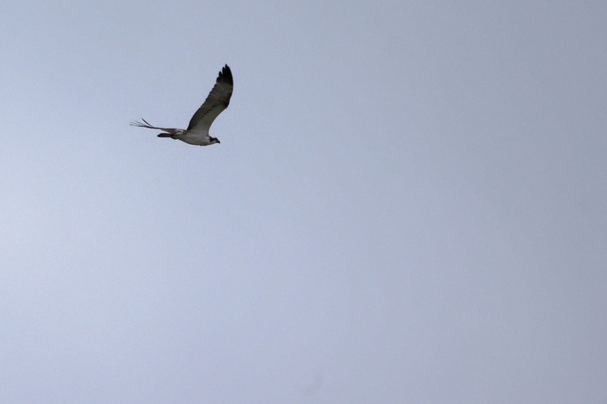 Osprey - Christophe PASQUIER