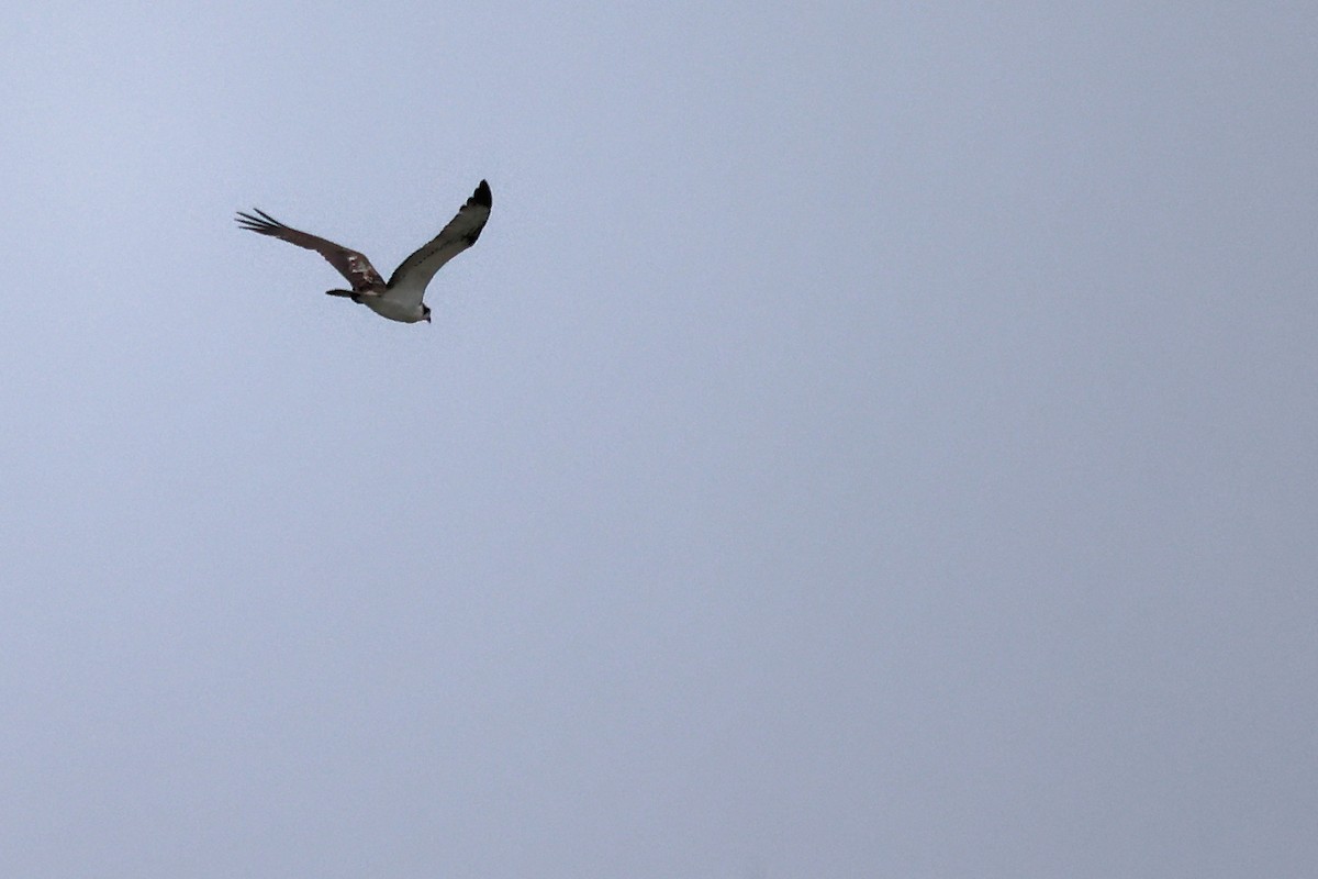 Osprey - Christophe PASQUIER