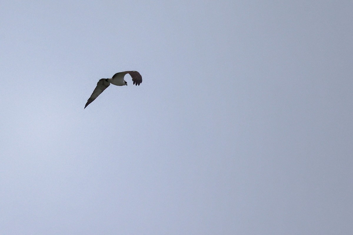 Osprey - Christophe PASQUIER