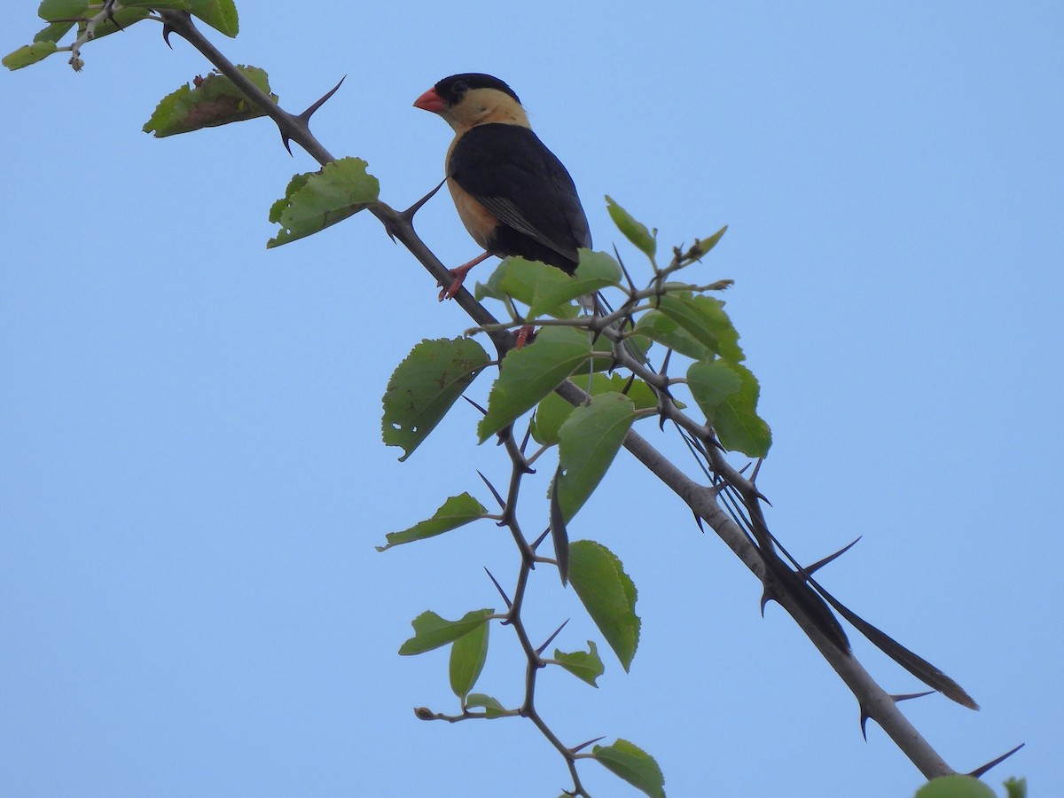 Shaft-tailed Whydah - ML616983477