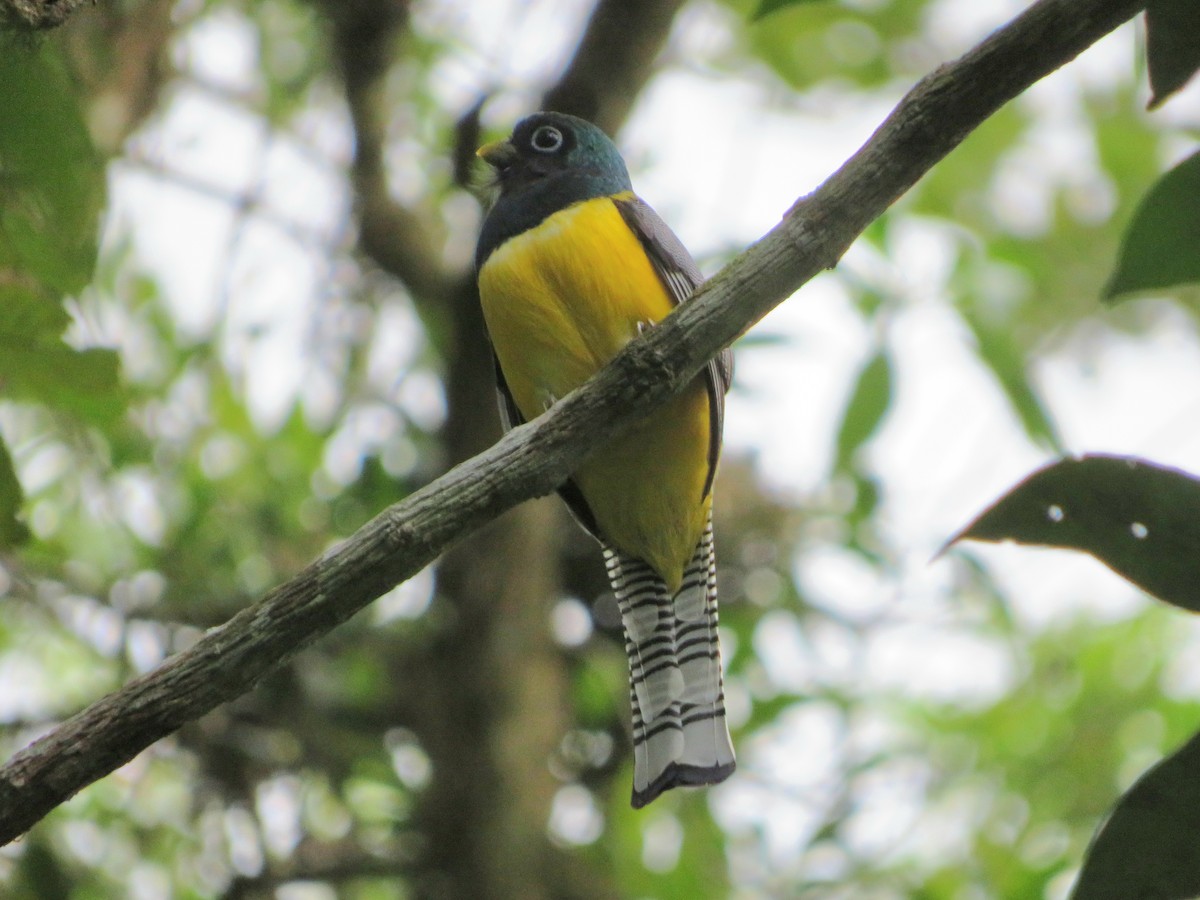 Northern Black-throated Trogon - Joshimar Navarro