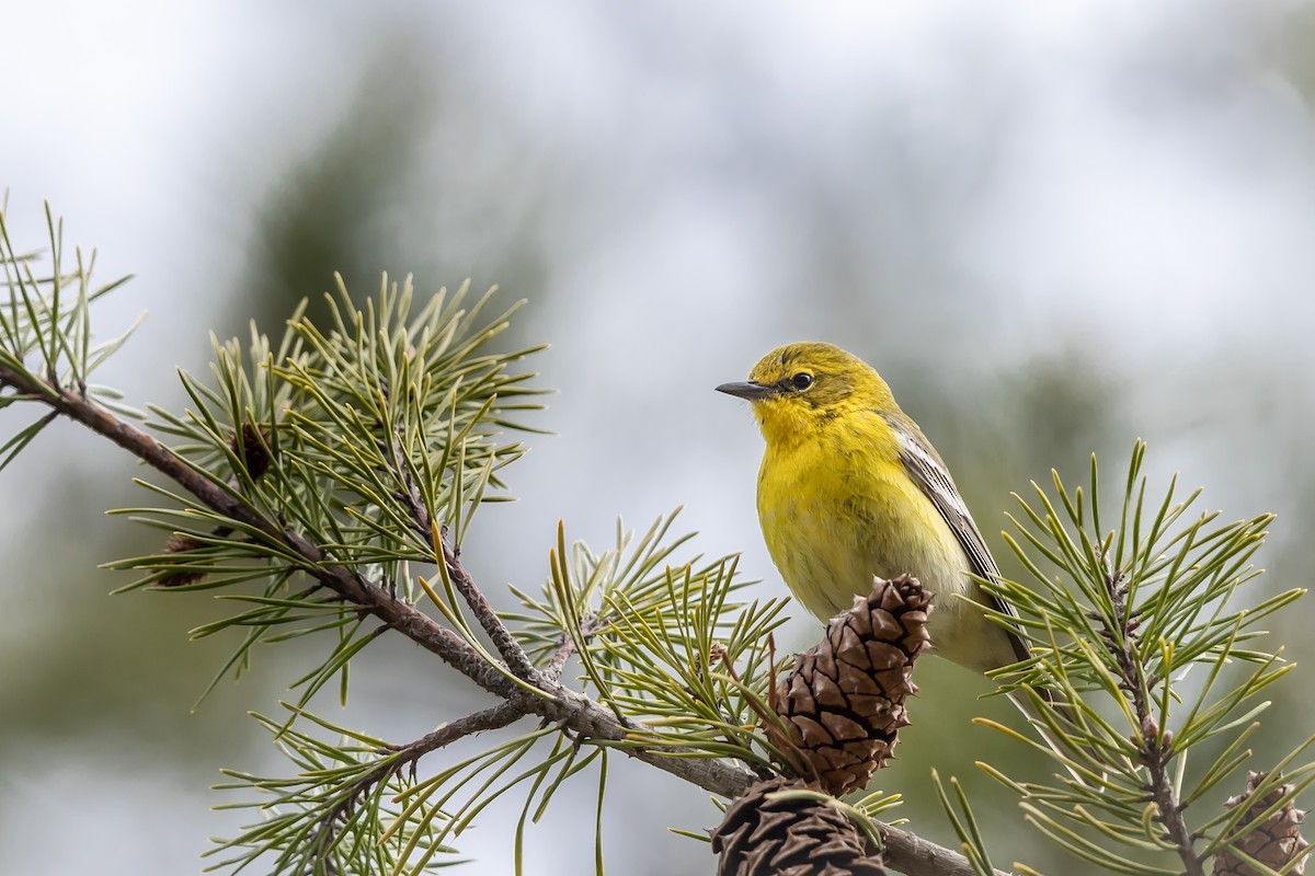 Pine Warbler - ML616983490