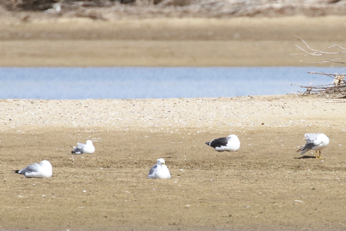 Lesser Black-backed Gull - ML616983524