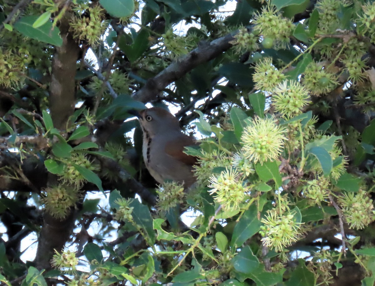 Collared Palm-Thrush - ML616983533