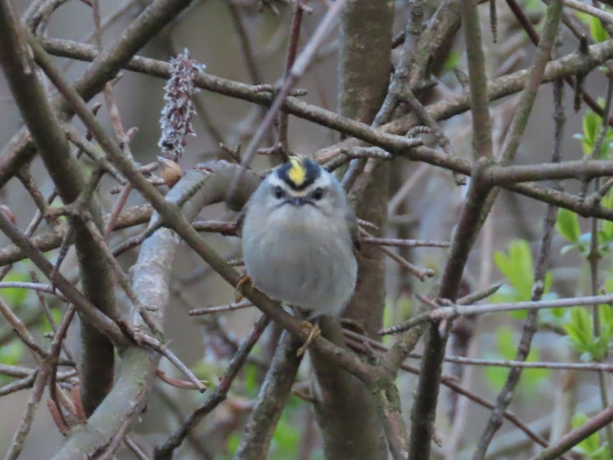 Golden-crowned Kinglet - ML616983564