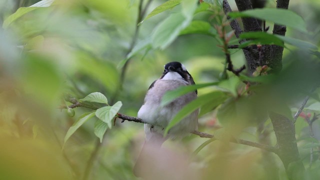 Bulbul Chino (formosae/orii) - ML616983565