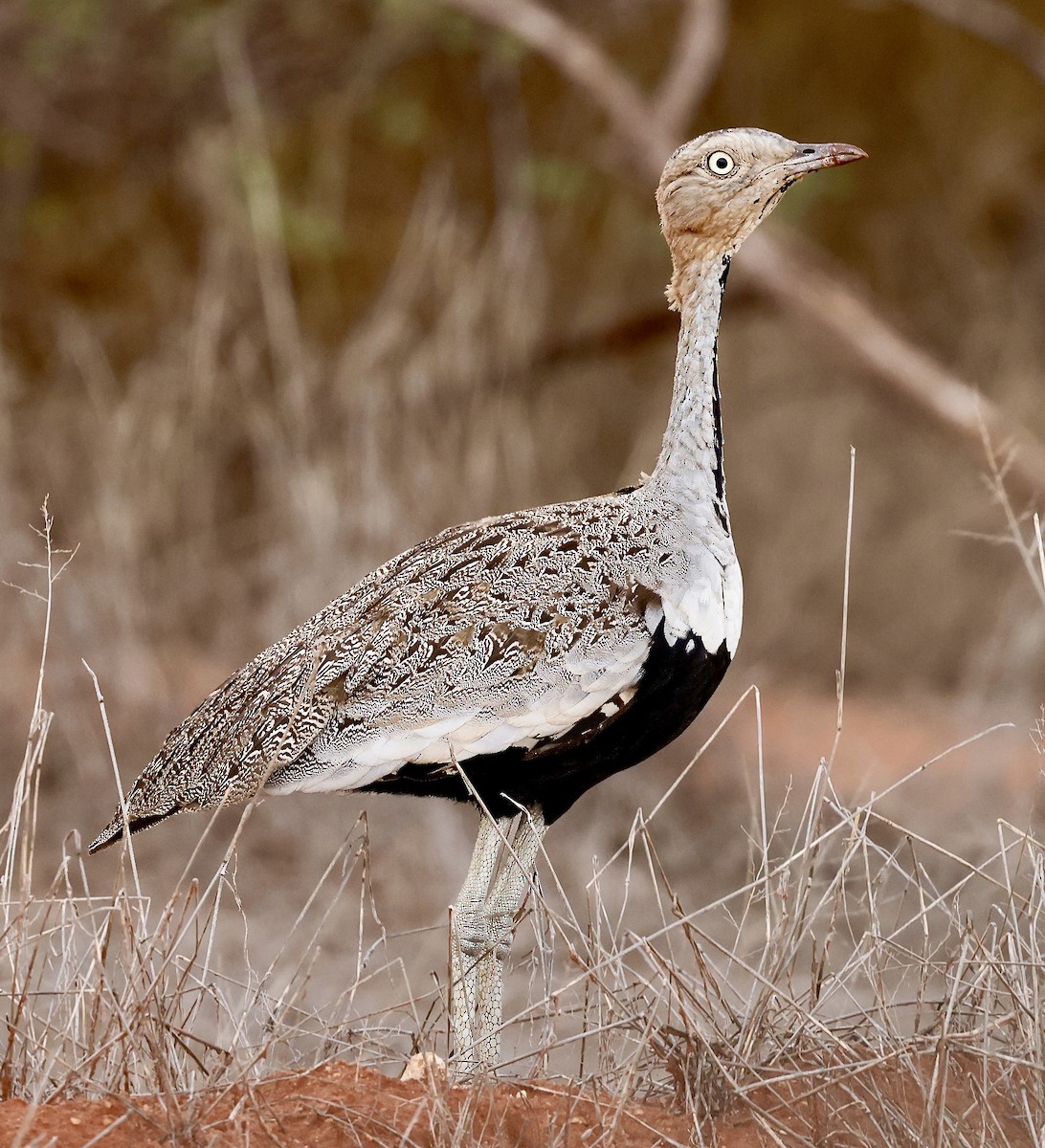 Buff-crested Bustard - ML616983574