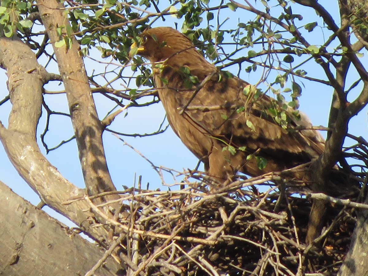 Wahlberg's Eagle - ML616983579