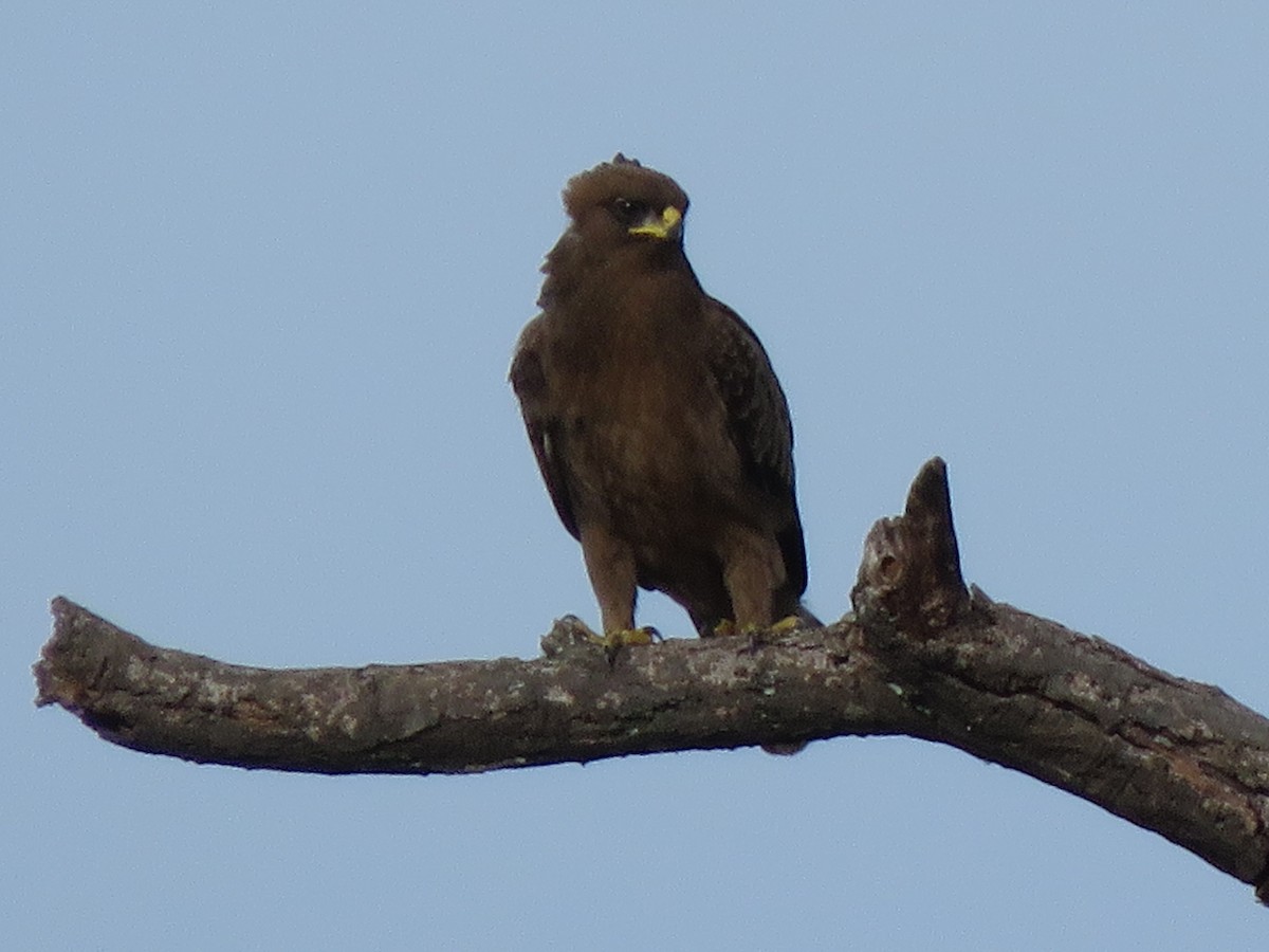 Wahlberg's Eagle - Carolyn Schwab