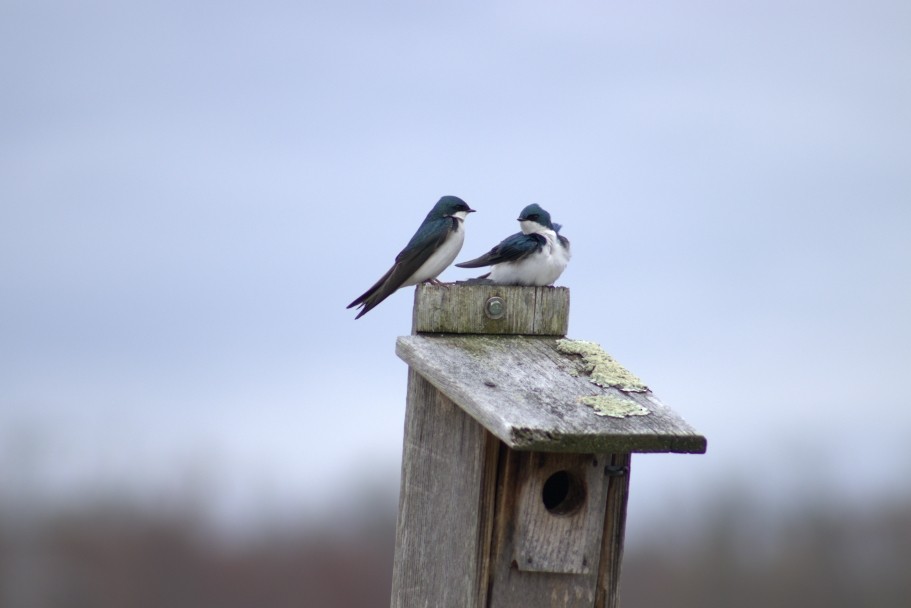 Tree Swallow - ML616983597