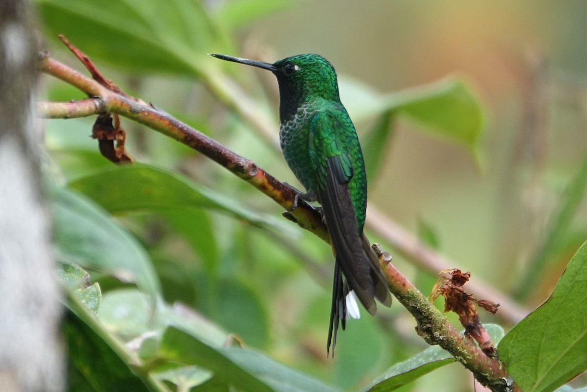 Rufous-vented Whitetip - Martin Brookes