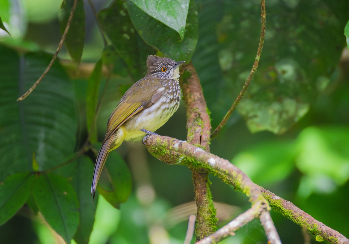 Cream-striped Bulbul - Koel Ko