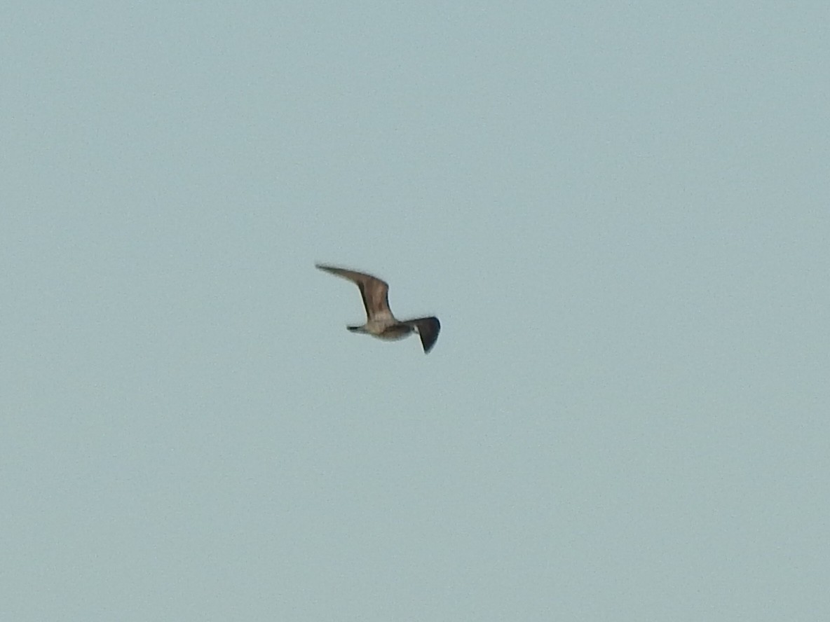 Lesser Black-backed Gull - ML616983674