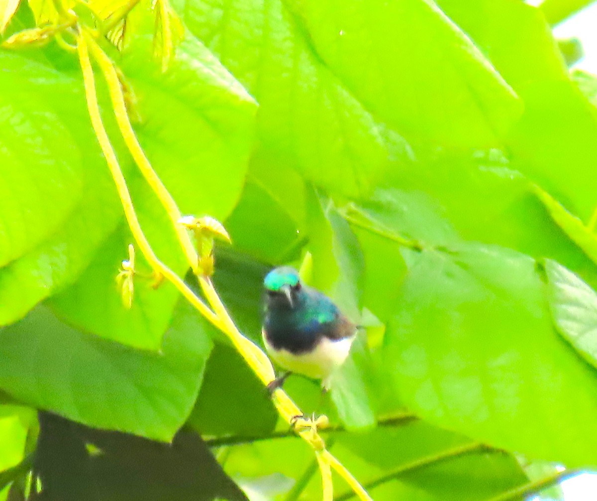 White-breasted Sunbird - David Orth-Moore