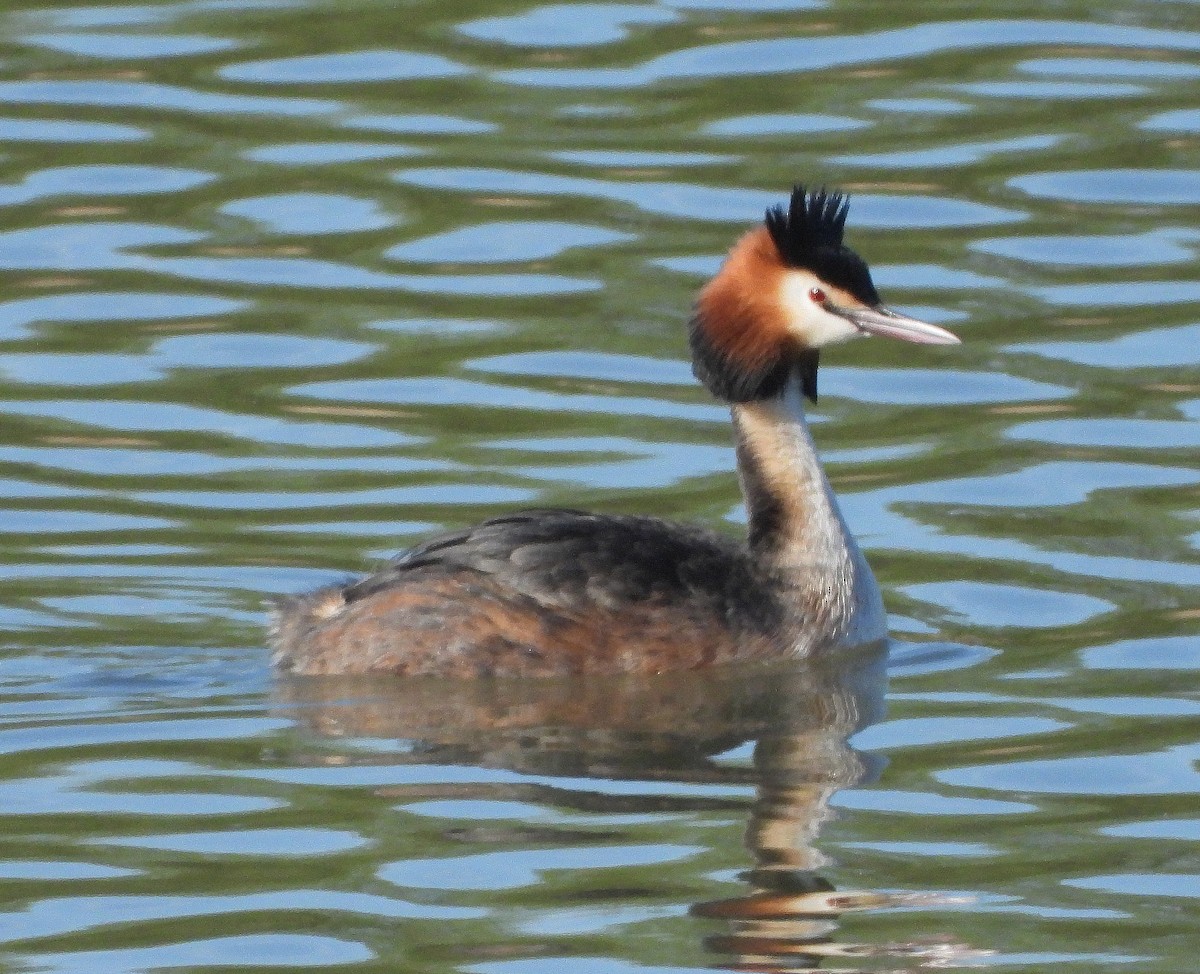 Great Crested Grebe - ML616983701