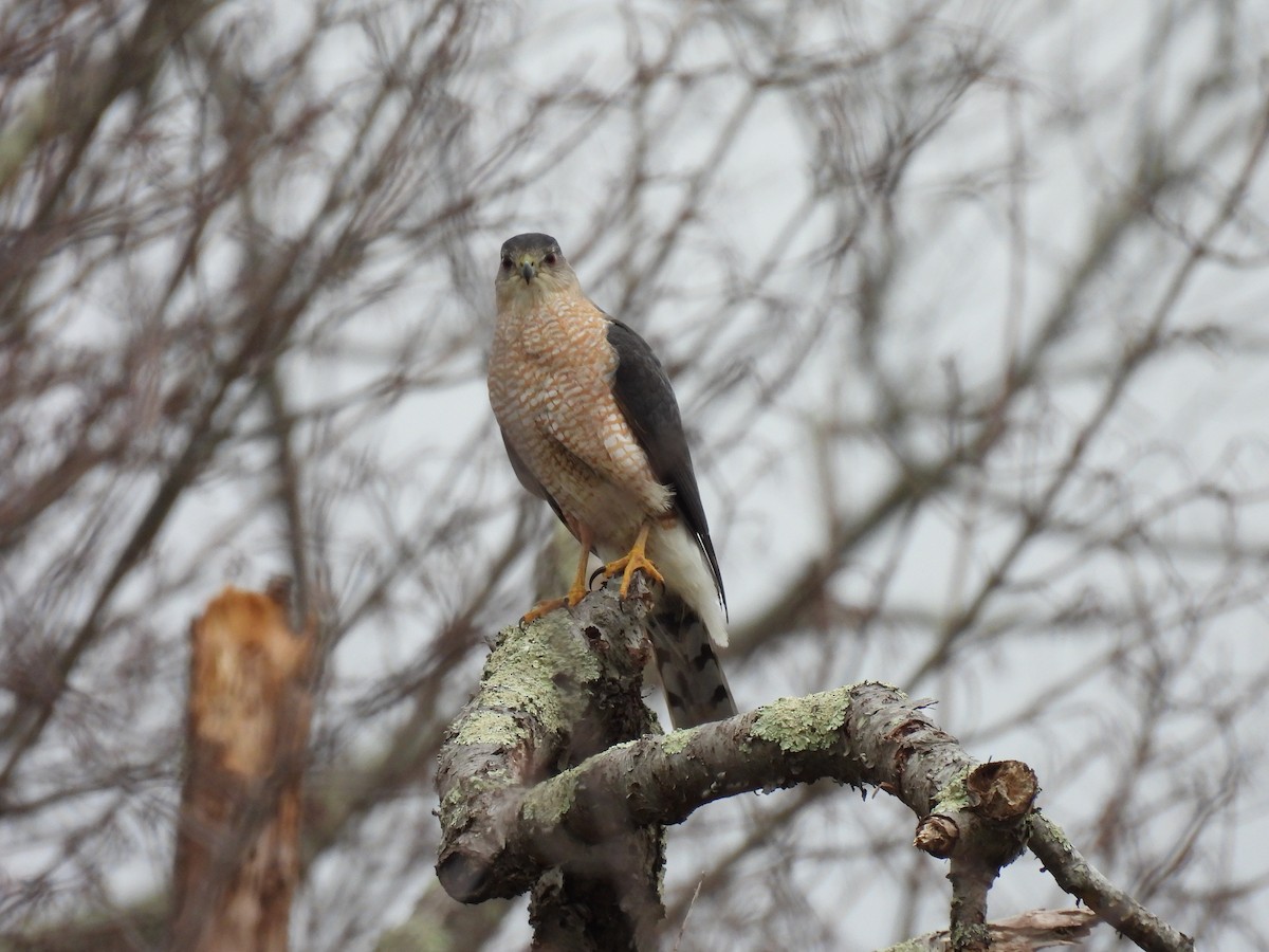 Cooper's Hawk - ML616983702