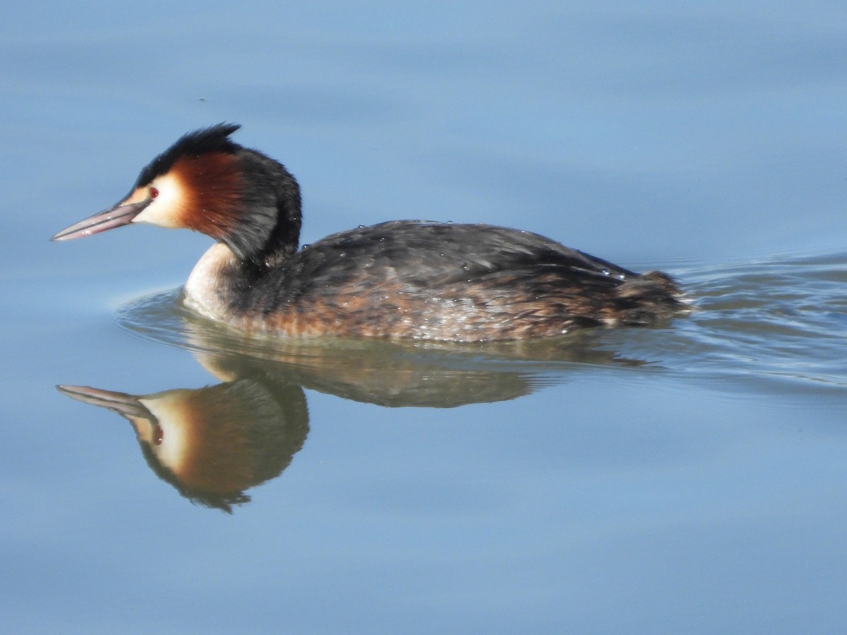 Great Crested Grebe - ML616983706