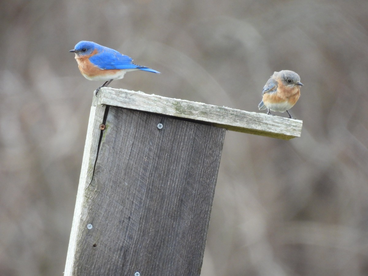 Eastern Bluebird - Sally Avery