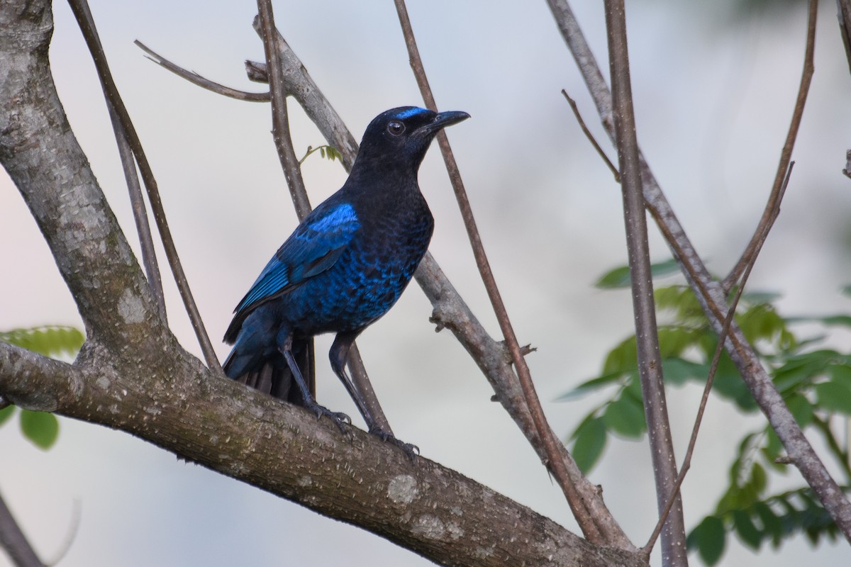 Malabar Whistling-Thrush - ML616983749